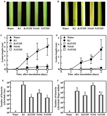 Frameshift Mutation Confers Function as Virulence Factor to Leucine-Rich Repeat Protein from Acidovorax avenae